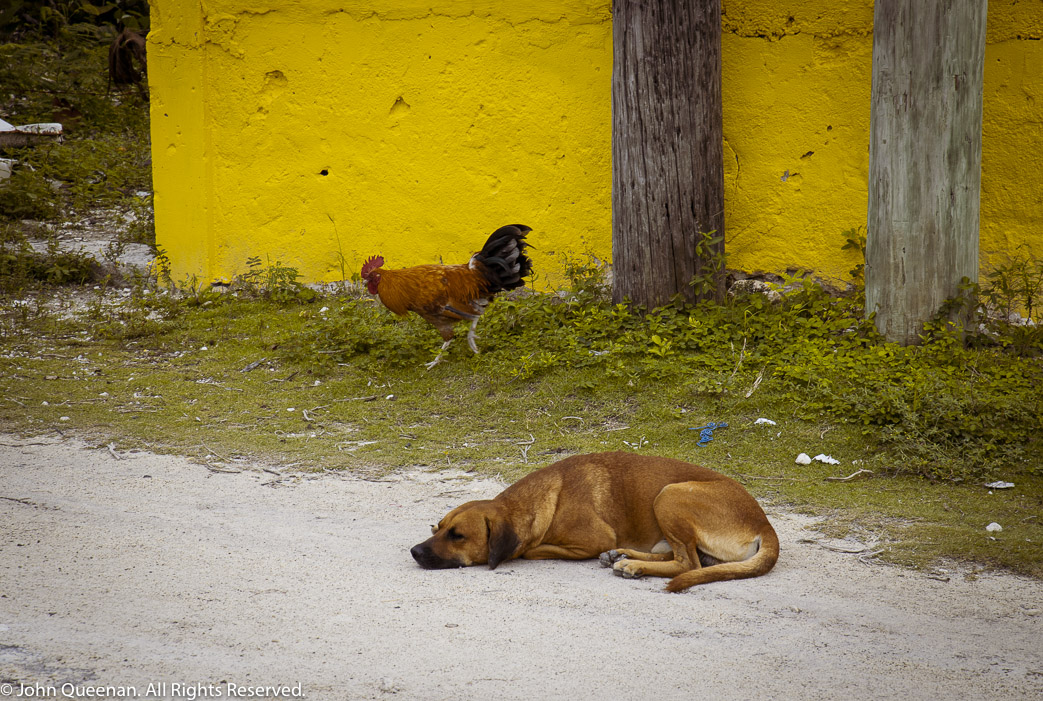 Dog and Chicken, Bahamas. 2020