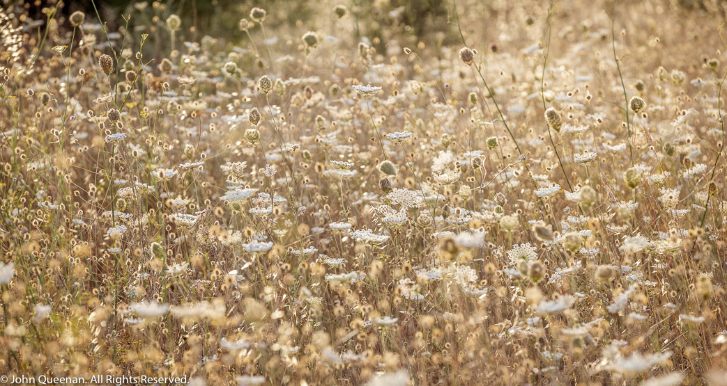 Wild Flowers, Mallorca 2026