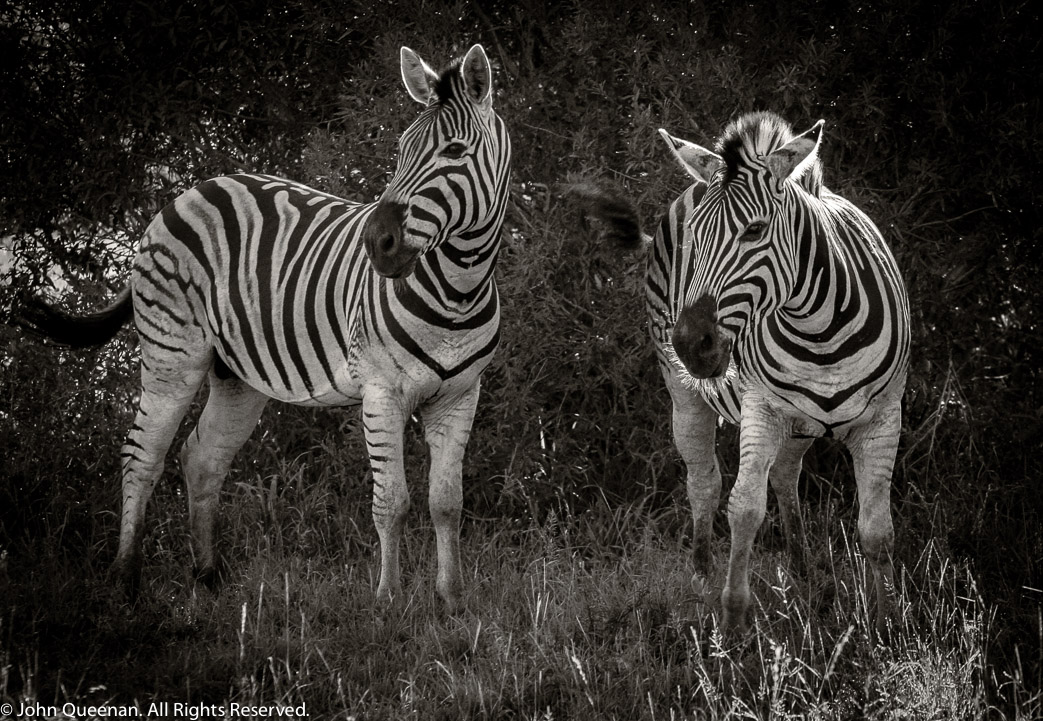 Zebra, South Africa 2005